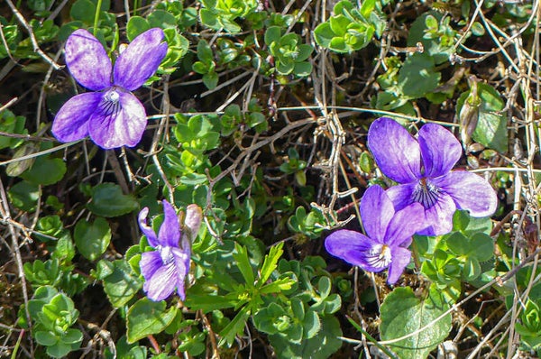 Violets