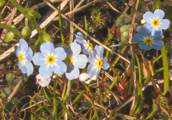 Forget-Me Nots Shetland