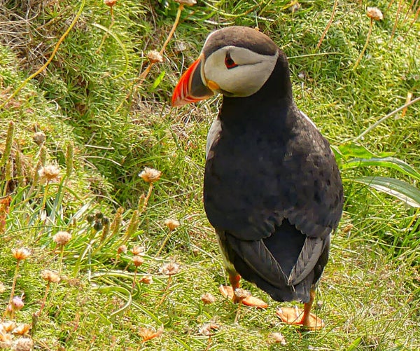 A Puffin Sumburgh Head Shetland