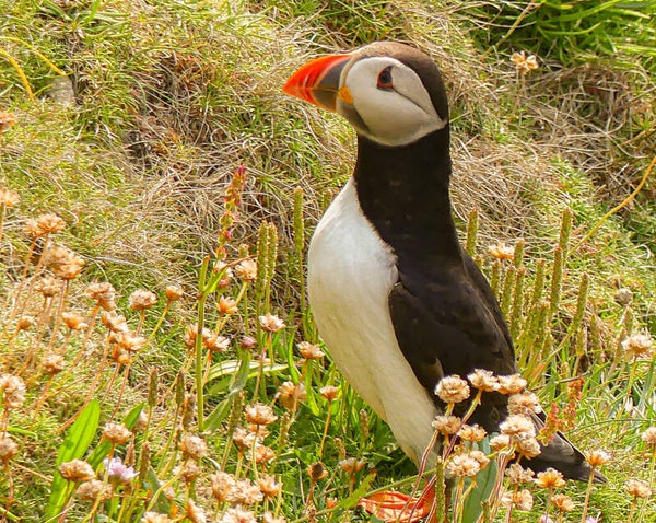 A Puffin Sumburgh Head Shetland