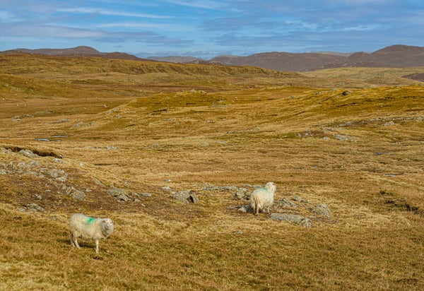 Walls Shetland