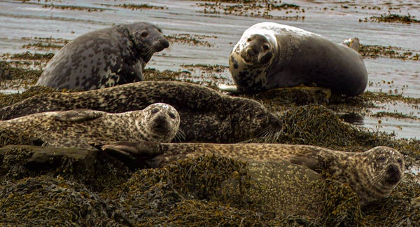 Seals on Bressay Shetland