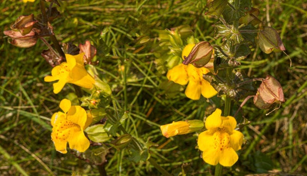 Monkey Flowers Shetland