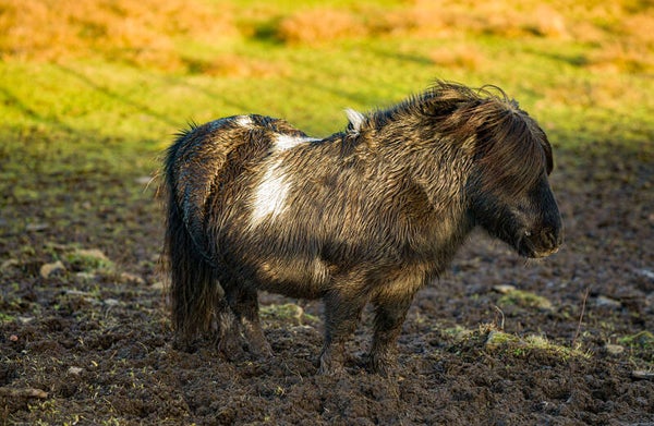 A Shetland Pony Gulberwick Shetland