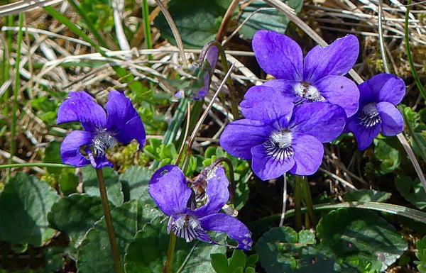 Violets Unst Shetland