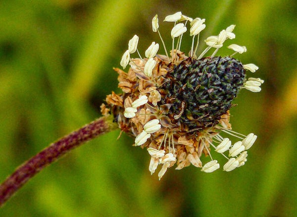 Seedhead