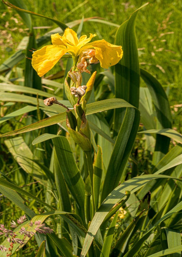Yellow Iris Shetland