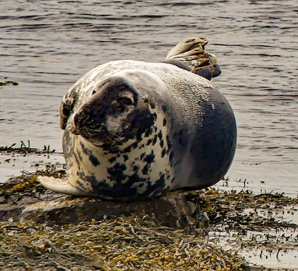 A Seal Bressay Shetland