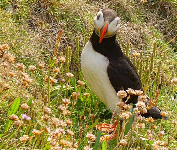 A Puffin Sumburgh Head Shetland