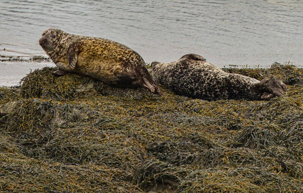 Seals Bessay Shetland