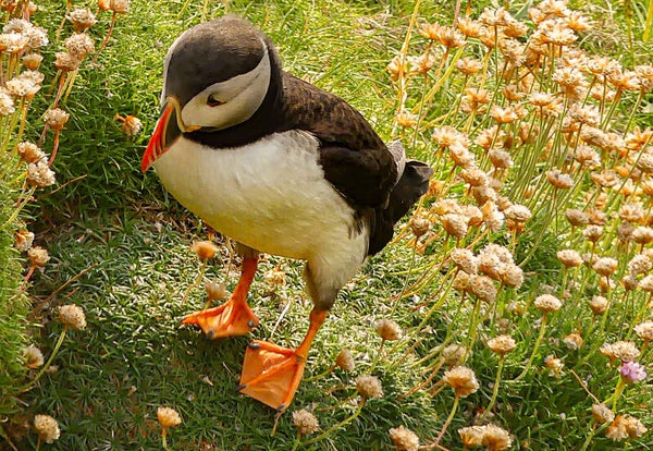 A Puffin Sumburgh Head Shetland