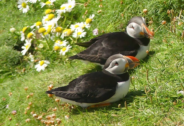 Puffins