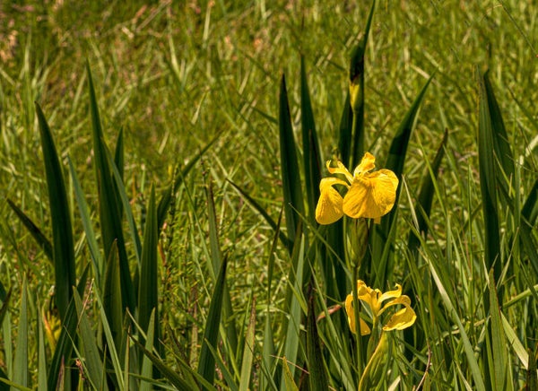 Yellow Iris Shetland