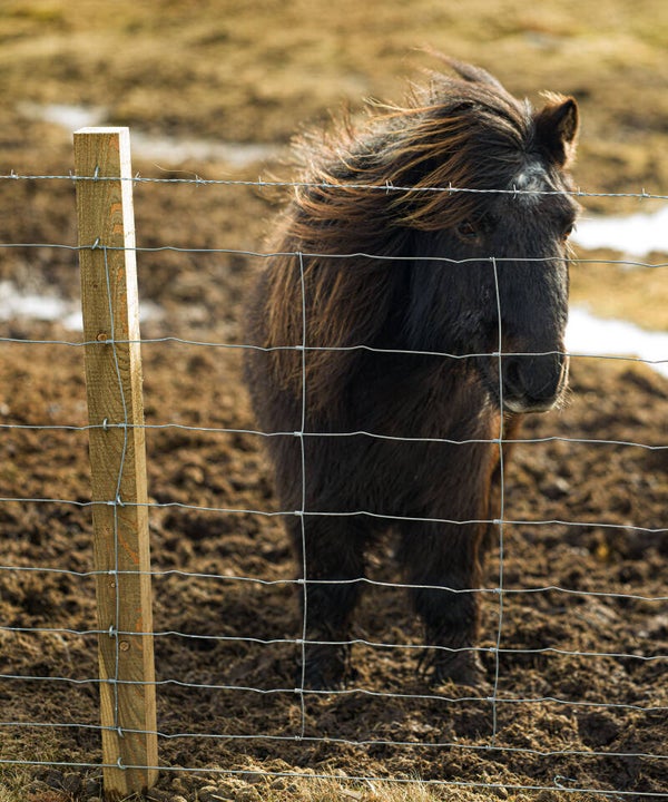 A Shetland Pony