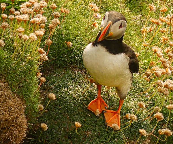 A puffin Sumburgh Head Shetland