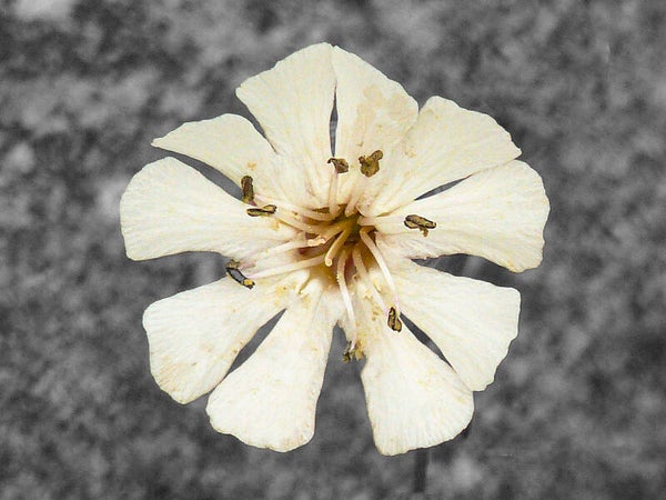 Sea Campion