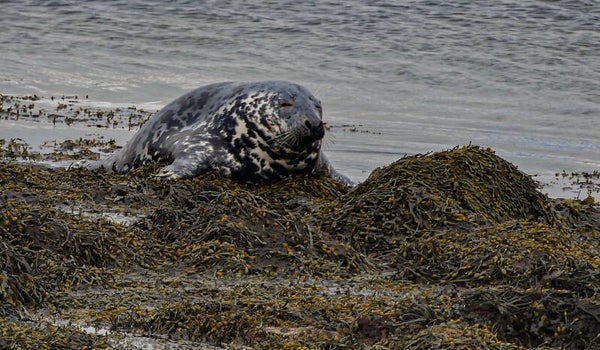A Seal Bressay Shetland