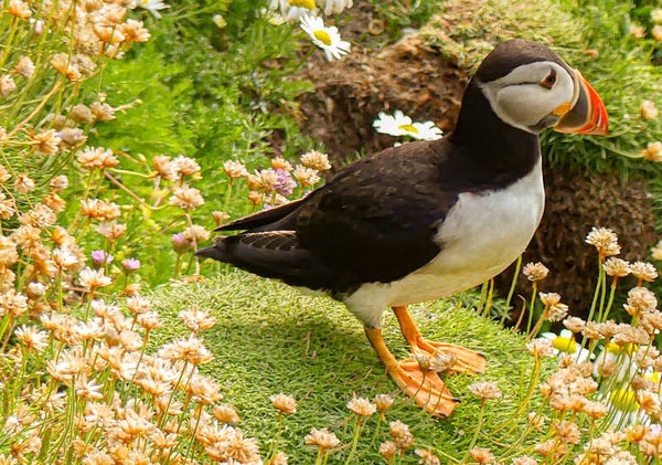 A Puffin Sumburgh Head Shetland