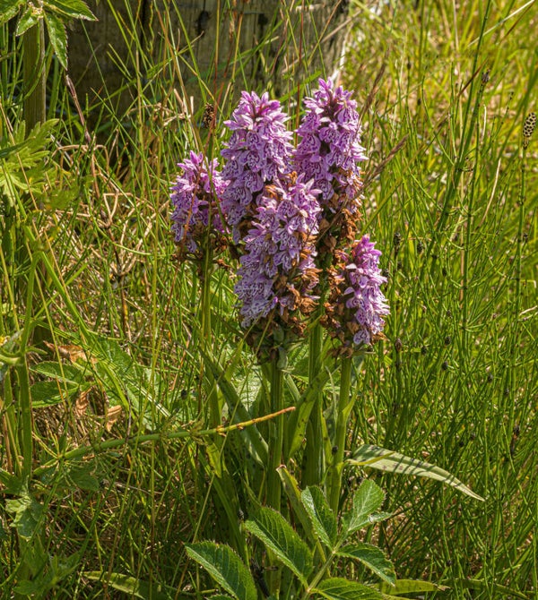 Orchids Shetland
