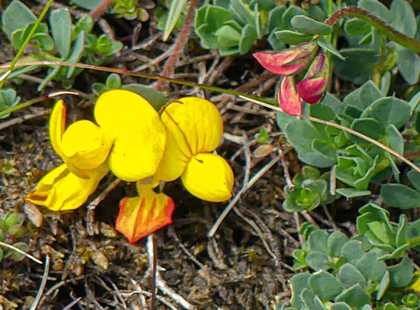 Birds Foot Trefoil Unst Shetland