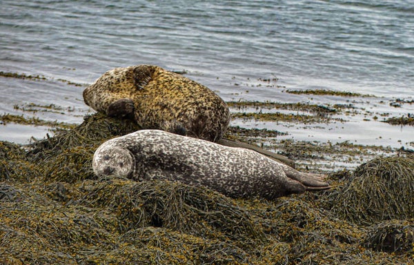 Seals Bressay Shetland