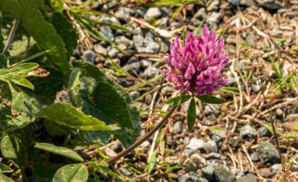 A Purple Clover Flower Shetland