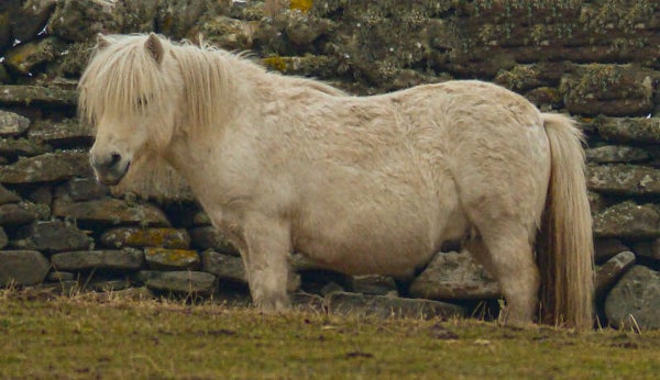 Shetland