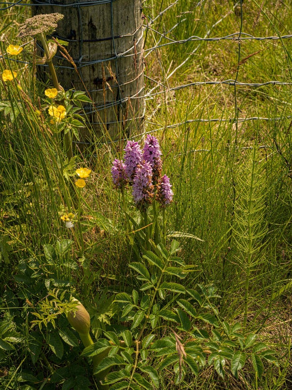 Orchids Shetland