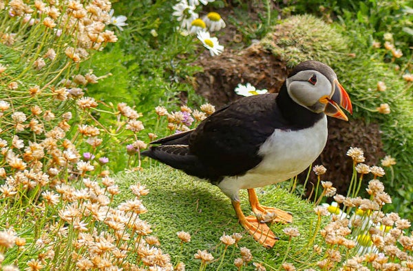 A Puffin Sumburgh Head Shetland