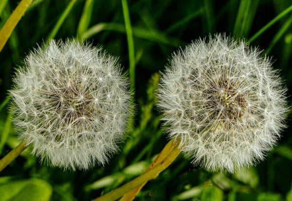 Dandelion Clocks
