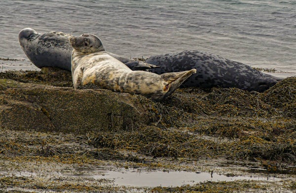 Seals Bressay Shetland