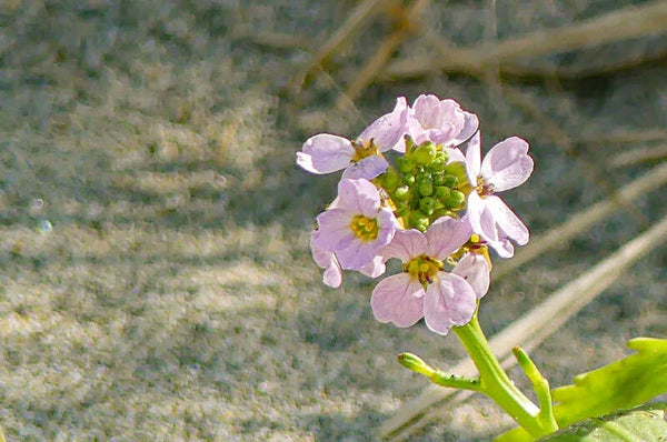 Sea Rocket