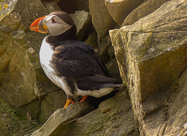 A Puffin Sumburgh Head Shetland