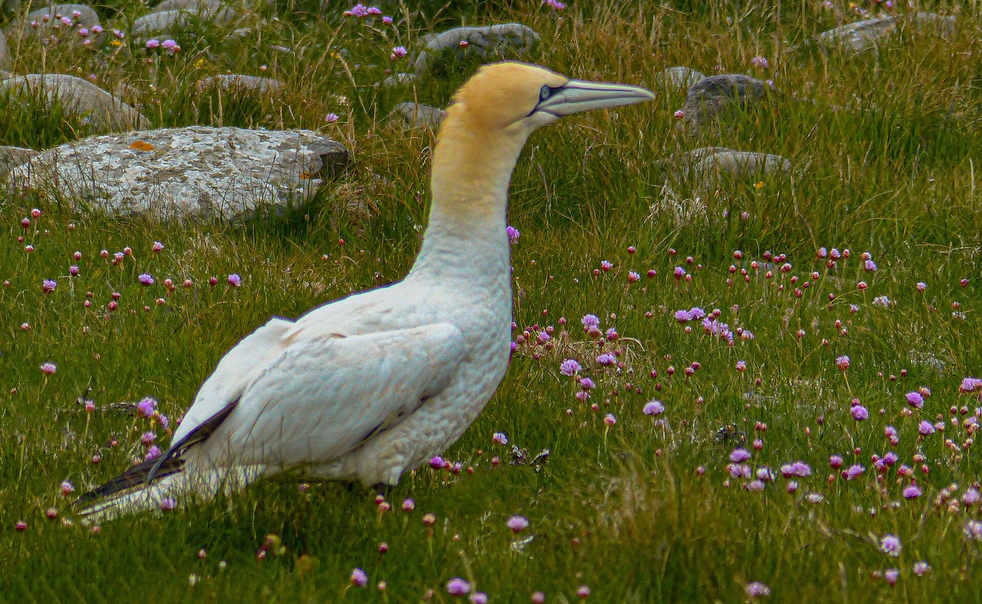 A Gannet