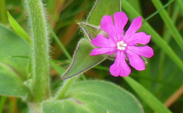 A Flower