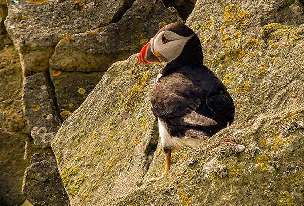 A Puffin Sumburgh Head Shetland