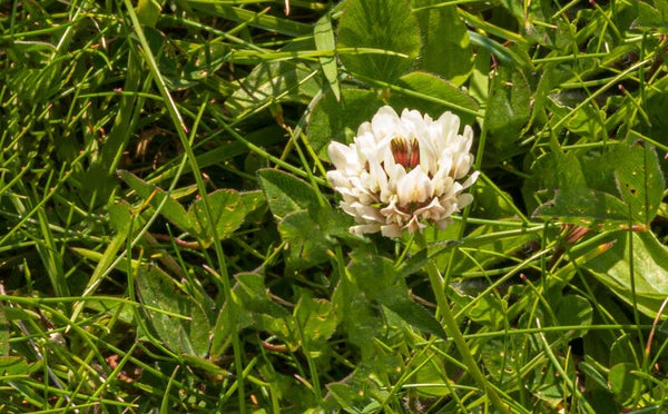 White Clover Shetland