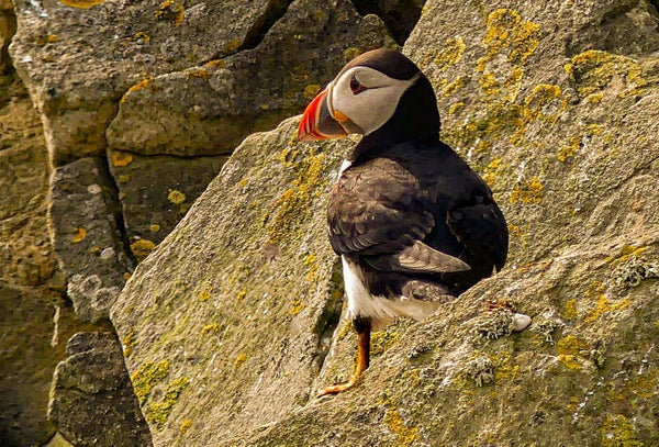 A Puffin Sumburgh Head Shetland