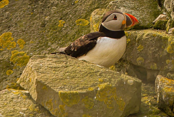 A Puffin Sumburgh Head Shetland