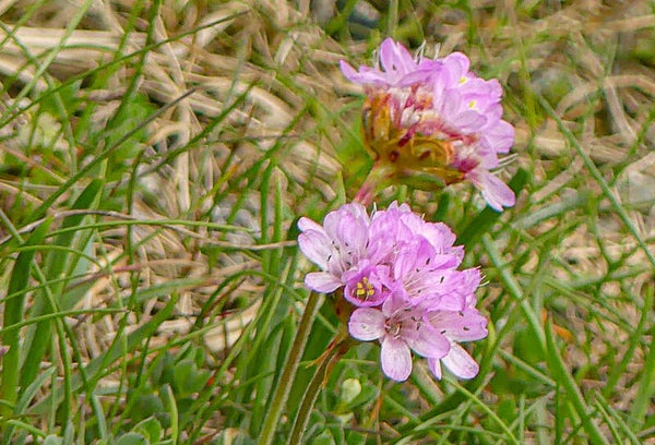 Thrift Unst Shetland