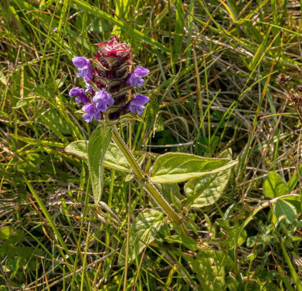 A frog Orchid Shetland