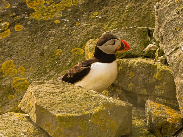 A Puffin Sumburgh Head Shetland