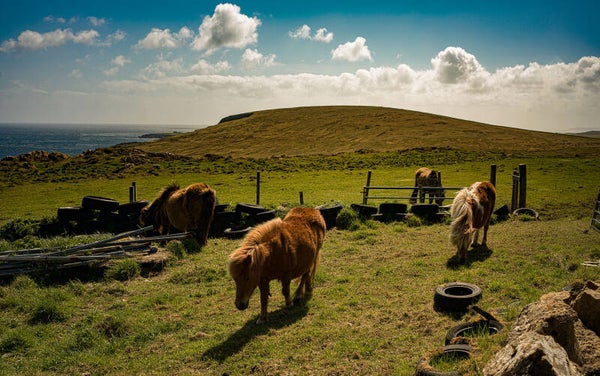 Shetland Ponies