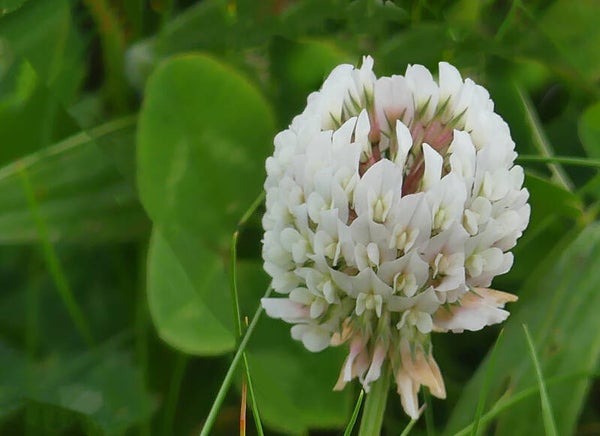 A Flower