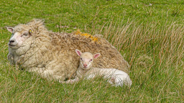 A Sheep and Lamb Unst Shetland