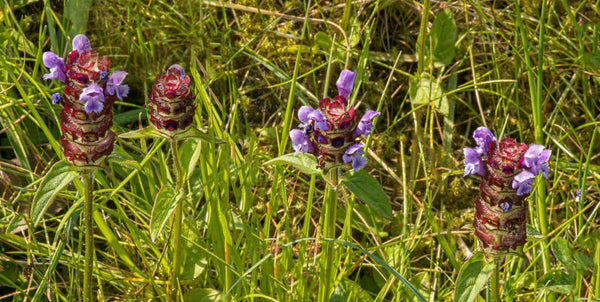 Frog Orchids Shetland
