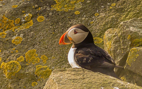 A Puffin Sumburgh head Shetland