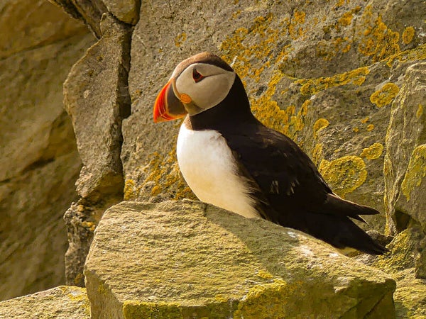 A Puffin Sumburgh Head Shetland