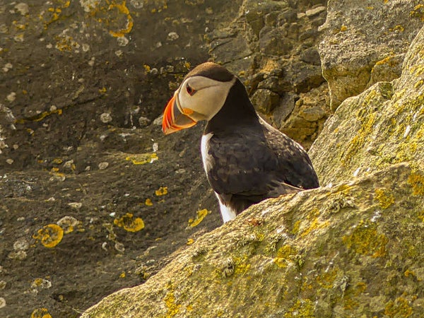A Puffin Sumburgh Head Shetland