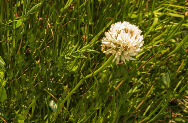 White Clover Shetland